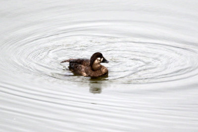 Black Scoter