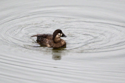 Black Scoter