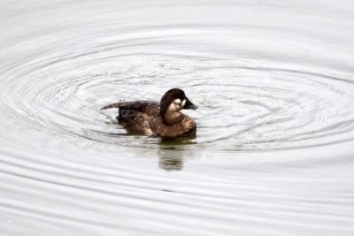 Black Scoter
