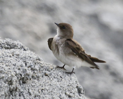 Northern Rough-winged Swallow