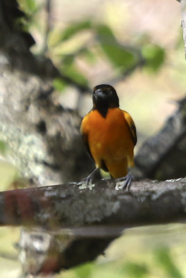 Baltimore Oriole