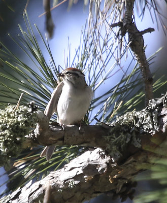 Chipping Sparrow