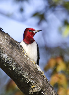 Red-headed Woodpecker