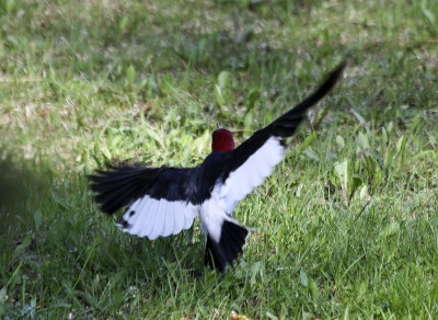 Red-headed Woodpecker