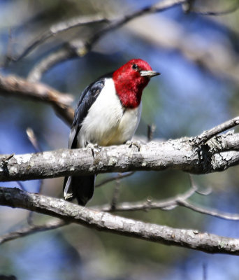 Red-headed Woodpecker