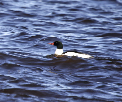 Common Merganser