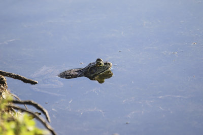 Bull Frog