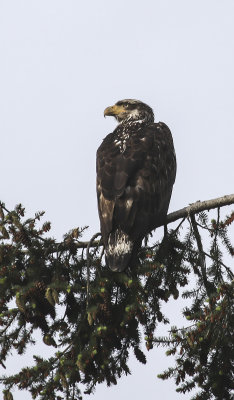 Bald Eagle 