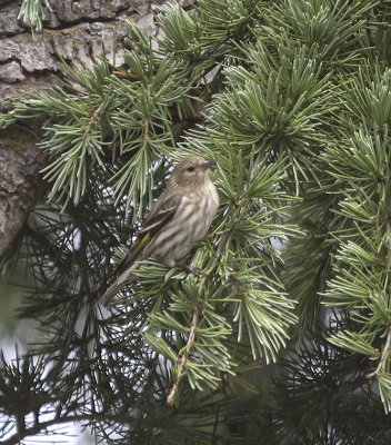 Pine Siskin