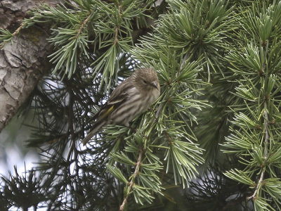 Pine Siskin