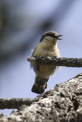 Pygmy Nuthatch 