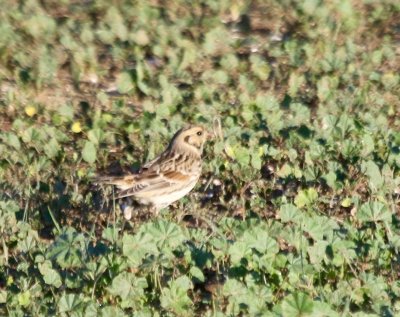 Lapland Longspur