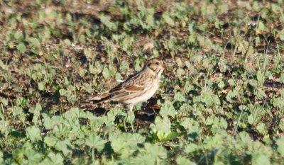 Lapland Longspur