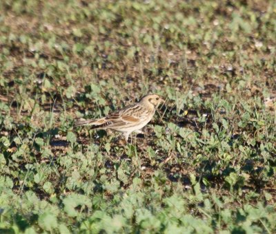 Lapland Longspur