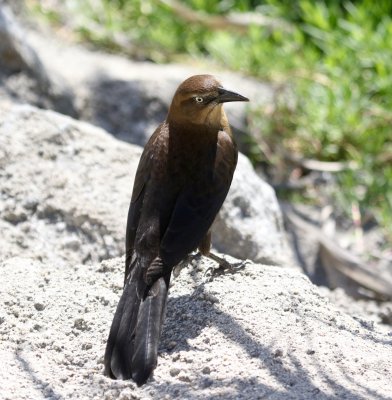Common nGrackle