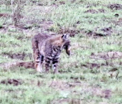 Bobcat 