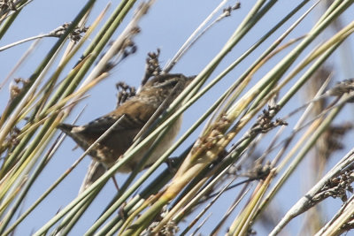 Marsh Wren