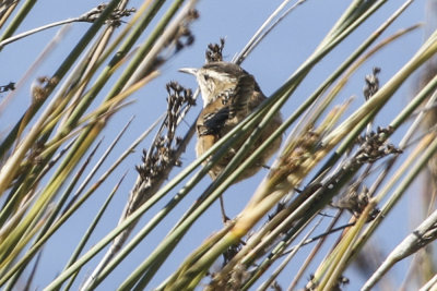 Marsh Wren