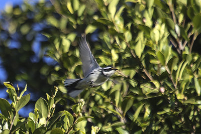 Black-throated Gray Warbler