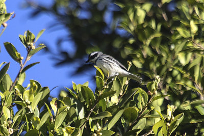 Black-throated Gray Warbler