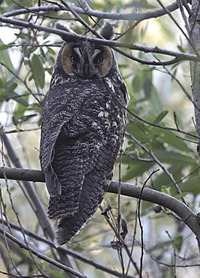 Long-eared Owl