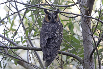 Long-eared Owl