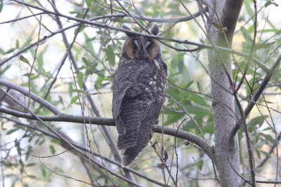 Long-eared Owl