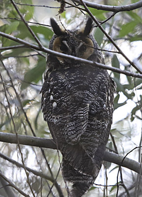 Long-eared Owl