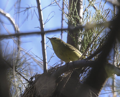 Orange-crowned Warbler