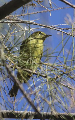 Orange-crowned Warbler