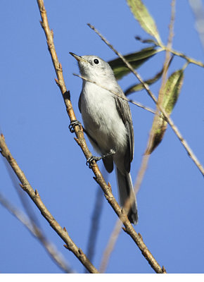 Blue-gray Gnatcatcher
