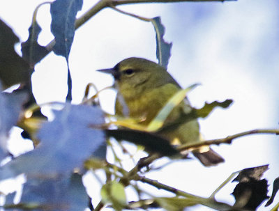 Orange Crrown Warble