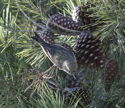 Red Crossbill (female) 