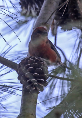 Red Crossbill 