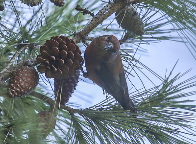 Red Crossbill
