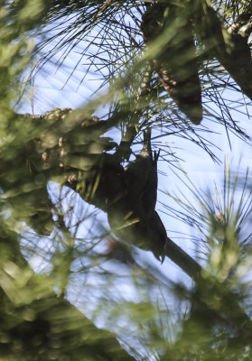 Red Crossbill