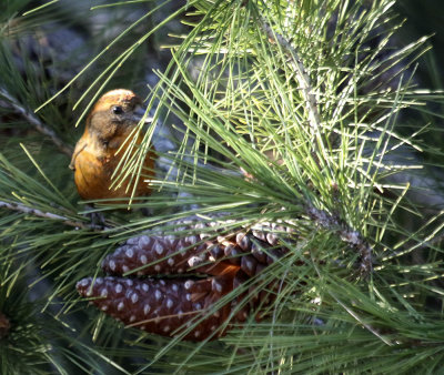 Red Crossbill