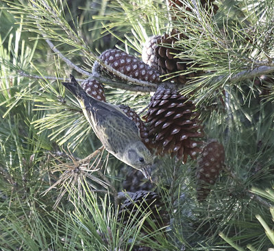Red Crossbill (female)