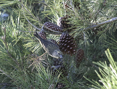 Red Crossbill