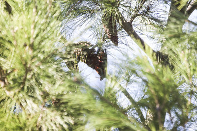 Red Crossbill