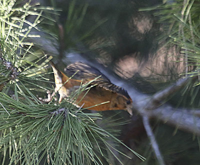 Red Crossbill