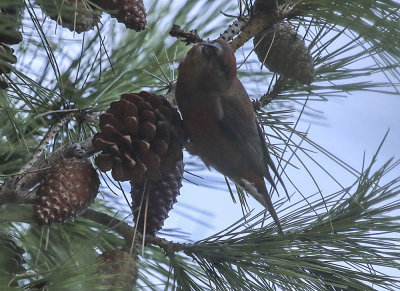 Red Crossbill