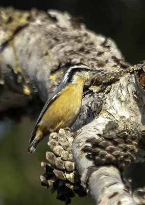 Red-breasted Nutfhatch