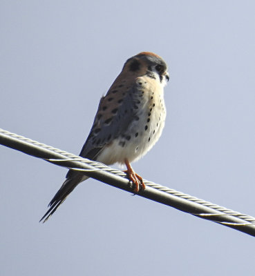 American Kestrel