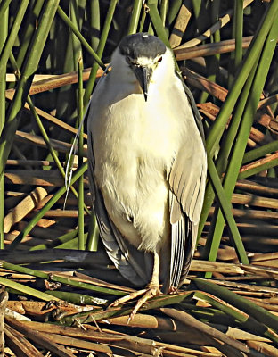 Black-crowned Night Heron 