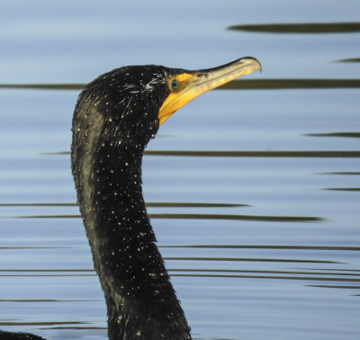 Double-crested Cormorant