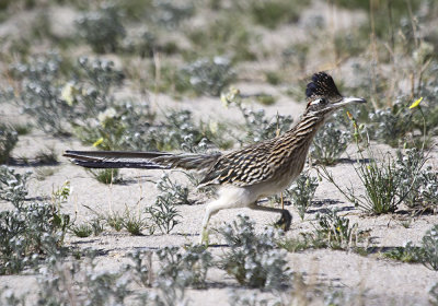 Greater Roadrunner