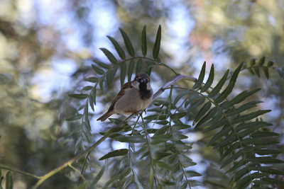 House Sparrow