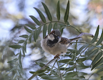 House Sparrow