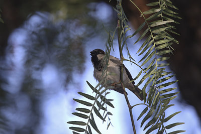 House Sparrow